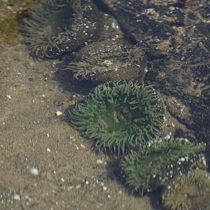 Giant Green Anemones