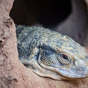 savannah monitor (Varanus exanthematicus)