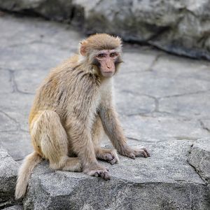 rhesus macaque (Macaca mulatta)