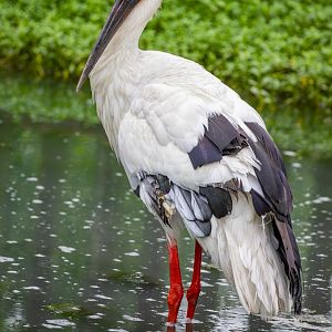 Oriental stork (Ciconia boyciana)