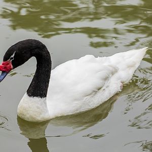 black-necked swan (Cygnus melancoryphus)