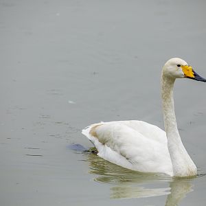 Whooper swan (Cygnus cygnus)