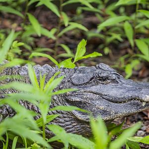 Chinese alligator (Alligator sinensis)