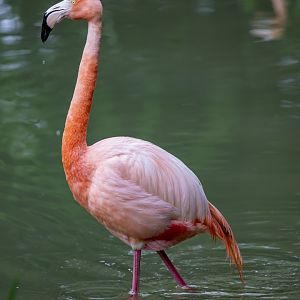 American flamingo (Phoenicopterus ruber)