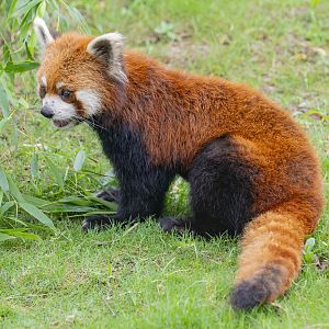 red panda (Ailurus fulgens)
