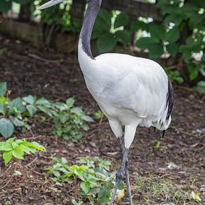 Red-crowned crane (Grus japonensis)