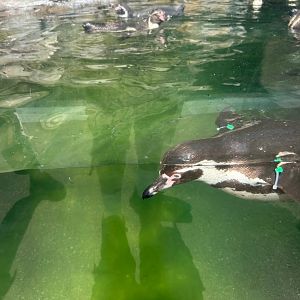 Humboldt Penguins (7/12/25)
