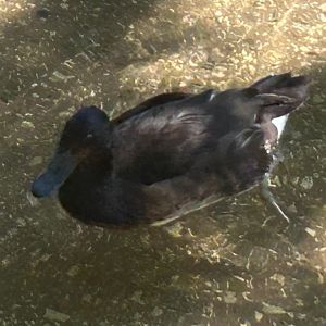 Baer's Pochard (7/12/25)