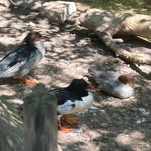 Scaly-Sided Mergansers (7/12/25)