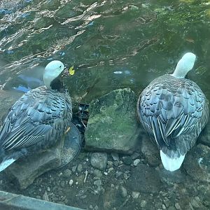 Emperor Geese (7/12/25)