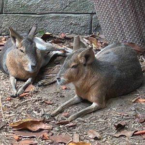 Patagonian Maras (7/12/25)