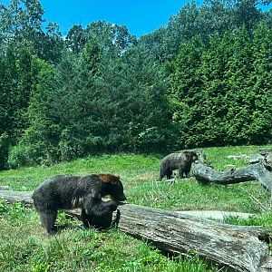 Grizzly Bears (7/12/25)