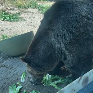 Bear Lunch (7/12/25)