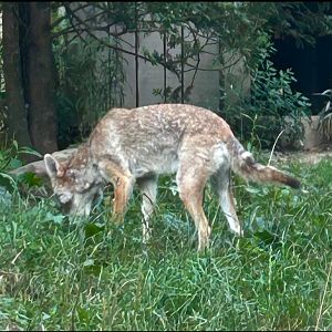 Yes, the Coyote is a lifer for me (7/12/25)
