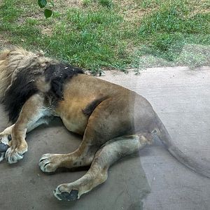 Lazy Lion (7/12/25)