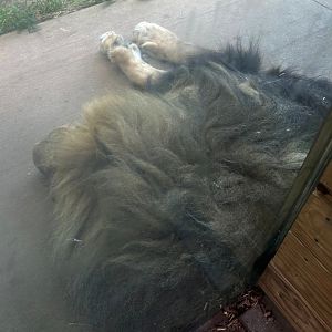 Closest Lion Ever (7/12/25)