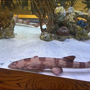 White-Spotted Bamboo Sharks (7/12/25)