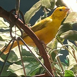 Saffron Finch (7/12/25)