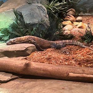 Komodo Dragon (7/12/25)