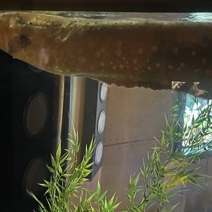 Active Electric Eel! (7/12/25)