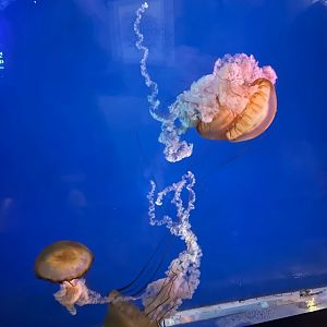 Pacific Sea Nettles (7/12/25)