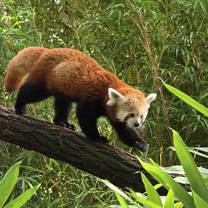 Red panda