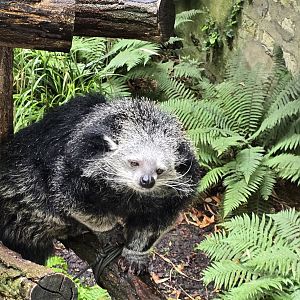 Binturong