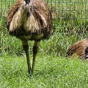 Emu
