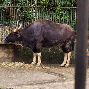 Gaur
