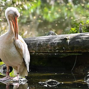 Great white pelican