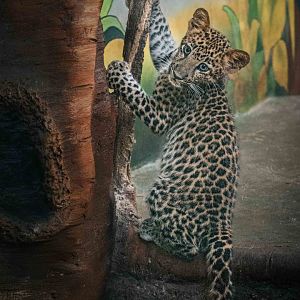 Indochinese Leopard cub