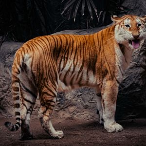 Golden Tabby Tiger