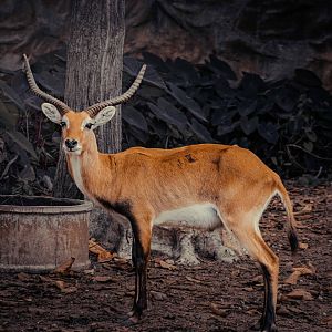 Kafue Lechwe male