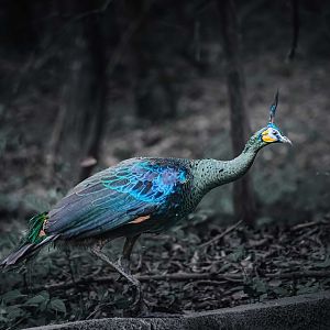 Green Peafowl