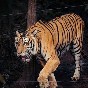 Indochinese Tiger