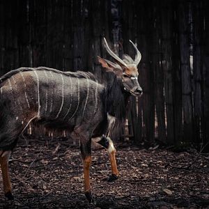 Nyala Bull