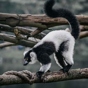 Black and White Ruffed Lemur
