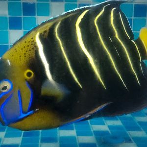 Goldtail Angelfish (Pomacanthus chrysurus)