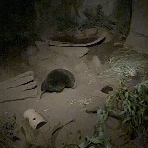 JR the long-beaked echidna