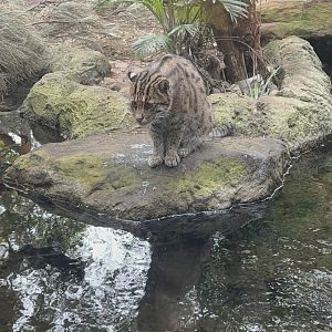 Fishing cat - July 2025