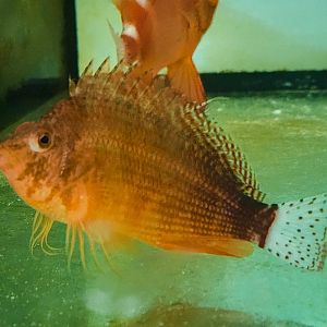 Oman Hawkfish (Cirrhitichthys calliurus)
