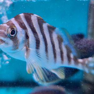 Spottedtail Morwong (Goniistius zonatus)