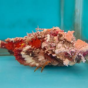 Sea Goblin (Inimicus didactylus)