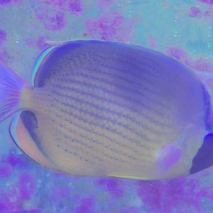 Dotted Butterflyfish (Chaetodon semeion)
