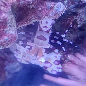 Hawaiian Harlequin Shrimp (Hymenocera picta)