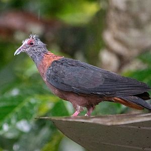 Western Bronze-naped Pigeon (Columba iriditorques)
