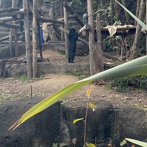 Mary the Sun Bear - July 2025