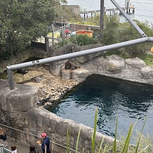 New Zealand Fur Seal pup - July 2025