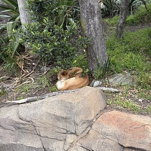 Dingo - July 2025