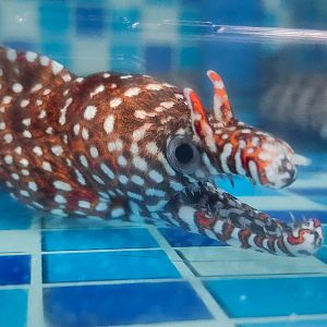 Dragon Moray (Enchelycore pardalis)